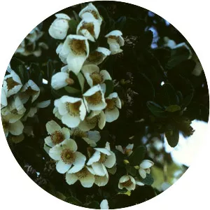 Eucryphia cordifolia - Plants
