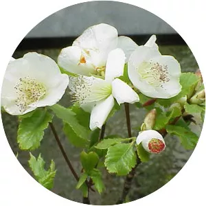 Eucryphia glutinosa - 