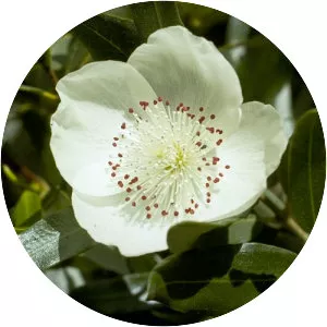 Eucryphia lucida