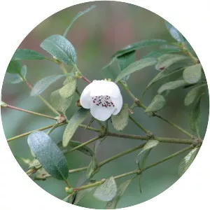 Eucryphia milliganii - 