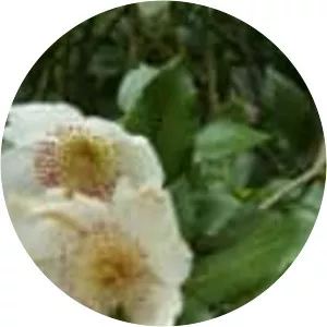 Eucryphia - Plants