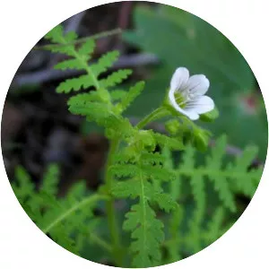 Eucrypta chrysanthemifolia - Plants