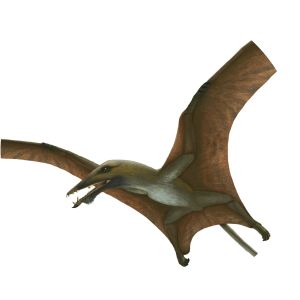 Eudimorphodon - Animal