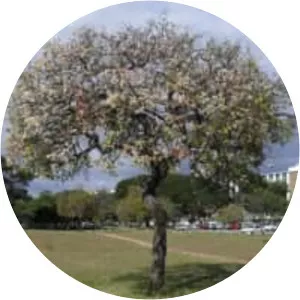 Eugenia dysenterica - Plants