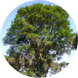 Eugenia involucrata - Plants