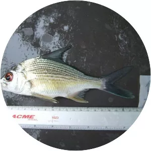 Eugerres mexicanus - 