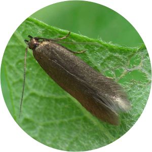 Eulamprotes unicolorella - 