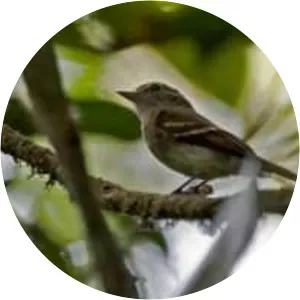 Euler's flycatcher - Bird