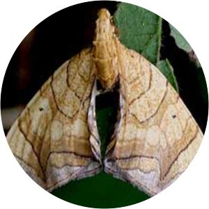 Eulithis diversilineata - 
