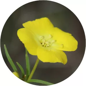 Eulobus californicus - Plants