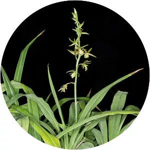 Eulophia andamanensis - Plants