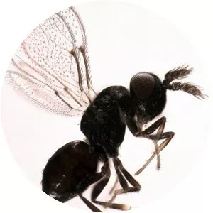 Eulophidae