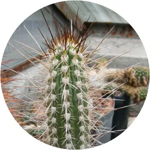 Eulychnia acida