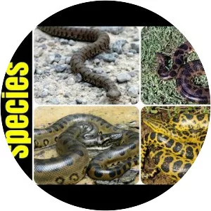 Eunectes deschauenseei