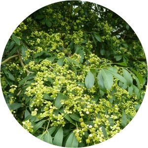 Euonymus grandiflorus