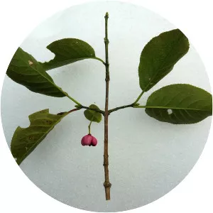 Euonymus hamiltonianus