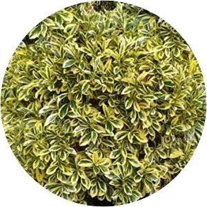 Euonymus japonicus - Plants