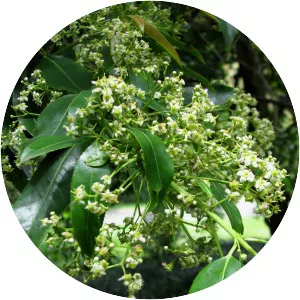 Euonymus pendulus - Plants