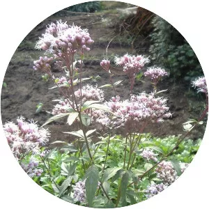 Eupatorium japonicum