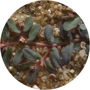 Euphorbia granulata
