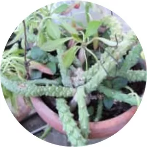 Euphorbia guentheri