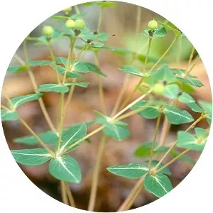 Euphorbia kansui - 