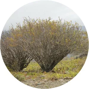 Euphorbia lactiflua - 