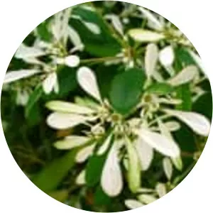 Euphorbia leucocephala - 