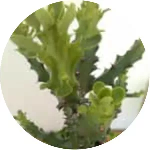 Euphorbia mayurnathanii - 