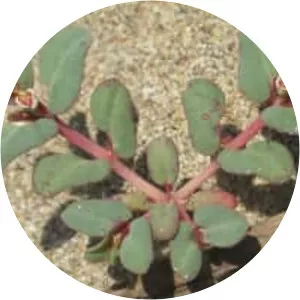 Euphorbia peplis
