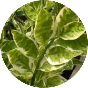 Euphorbia tithymaloides