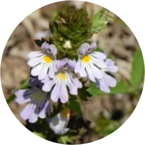 Euphrasia alpina