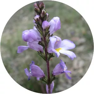 Euphrasia collina