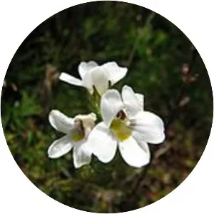 Euphrasia gibbsiae