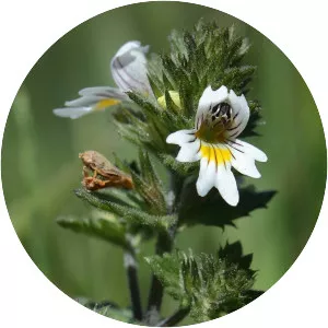 Euphrasia rostkoviana - Plants