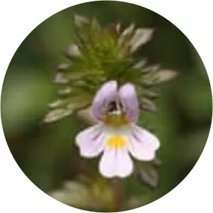 Euphrasia stricta
