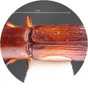 Euplatypus parallelus - 