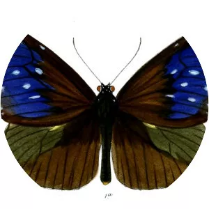 Euploea mulciber