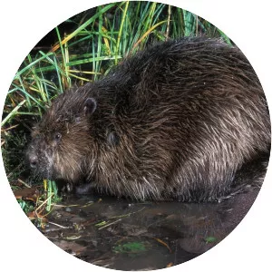 Eurasian beaver