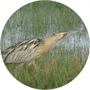 Eurasian bittern