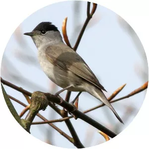 Eurasian blackcap