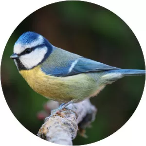 Eurasian blue tit