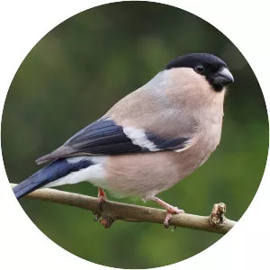 Eurasian bullfinch