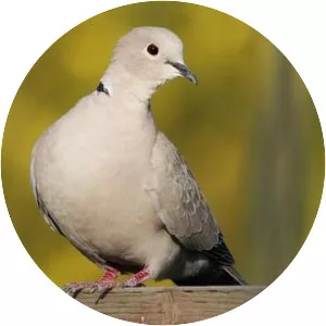 Eurasian collared dove