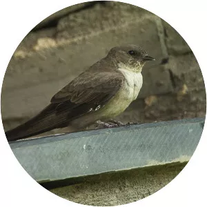 Eurasian crag martin
