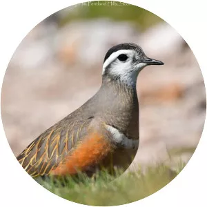 Eurasian dotterel