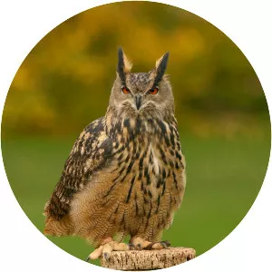 Eurasian eagle-owl