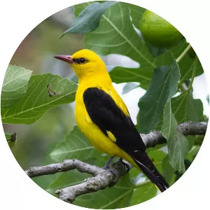 Eurasian golden oriole