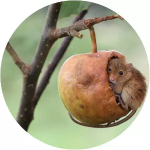 Eurasian harvest mouse