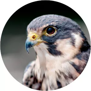 Eurasian hobby